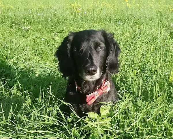 Hund mit umgebundener Fliege