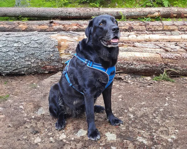 Fragen und Antworten 1