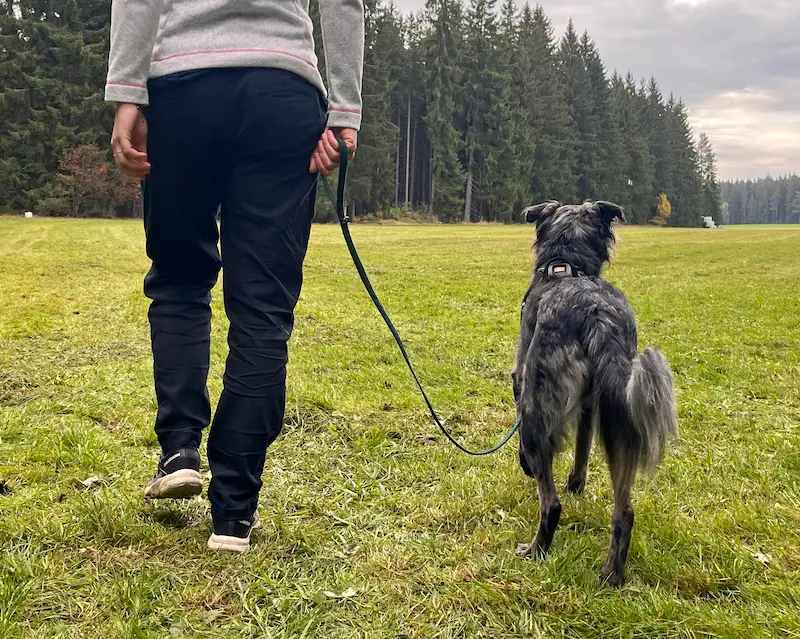 Tagesworkshop Leinenführigkeit