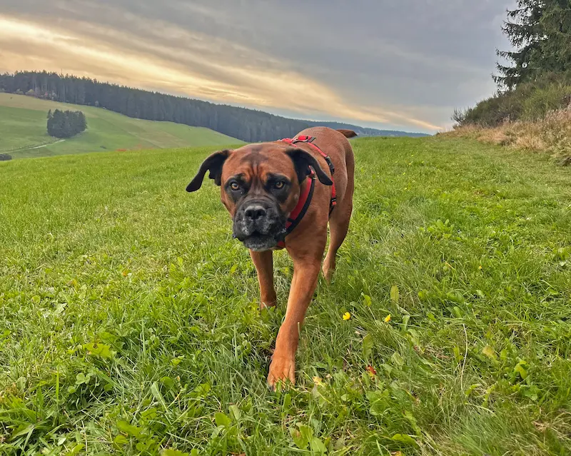 Schlabberschnuten Titelbild